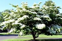 Sally's white tree 2020
